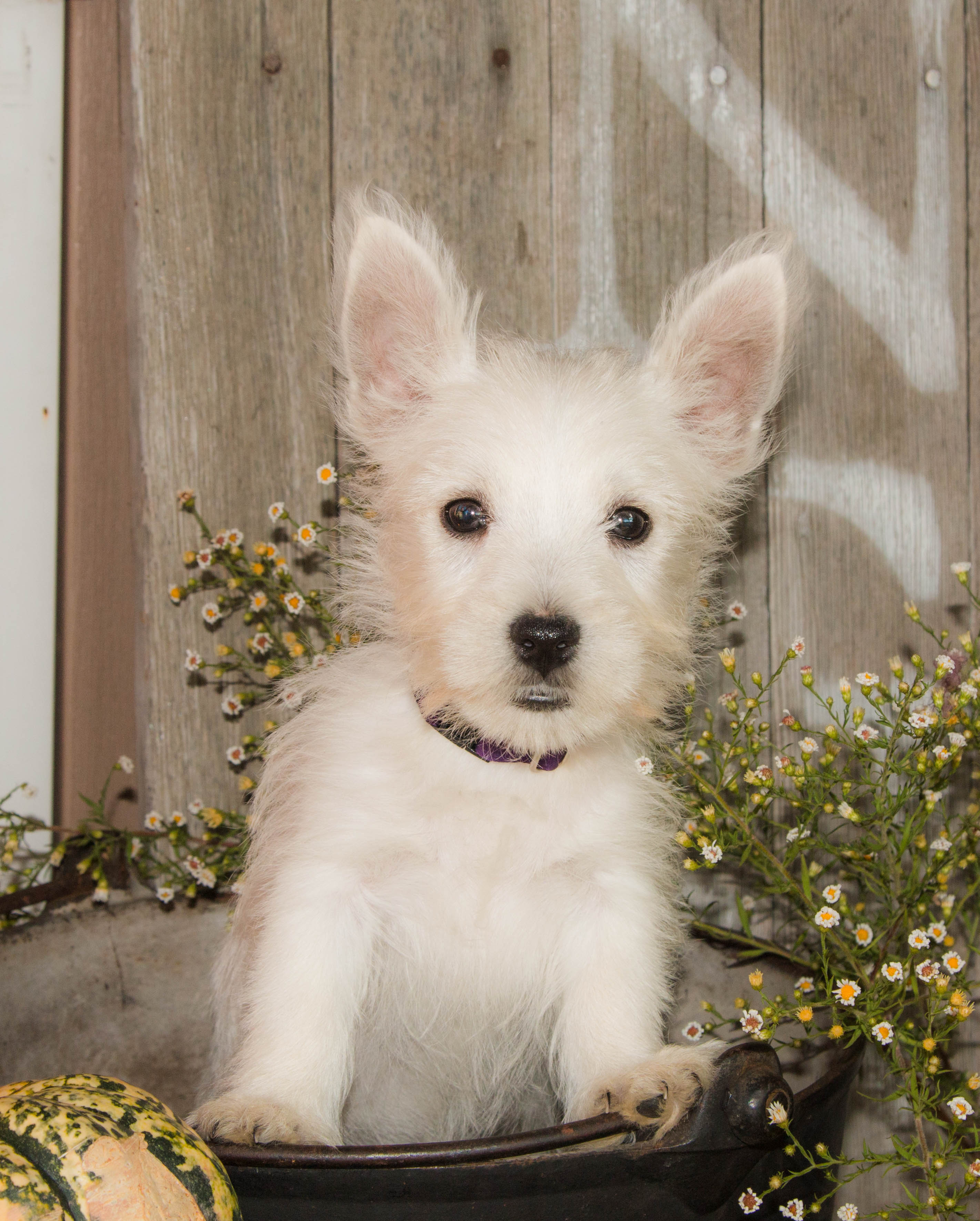 puppy, for, sale, West Highland White Terrier, Amos B. King, dog, breeder, Romney, WV, dog-breeder, puppy-for-sale, forsale, nearby, find, puppyfind, locator, puppylocator, aca